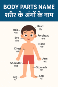 Body Parts Name in Hindi and English – मानव शरीर के सभी अंगों के नाम की